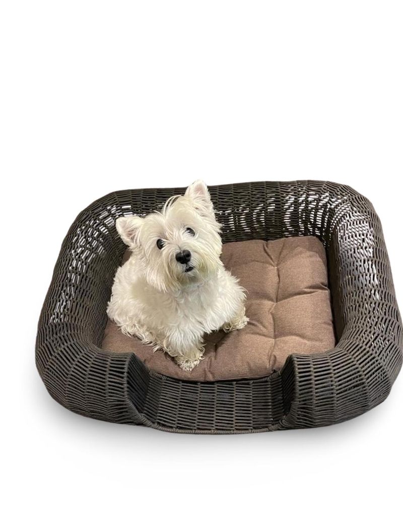 Seattle Dog Basket Stell And Rope