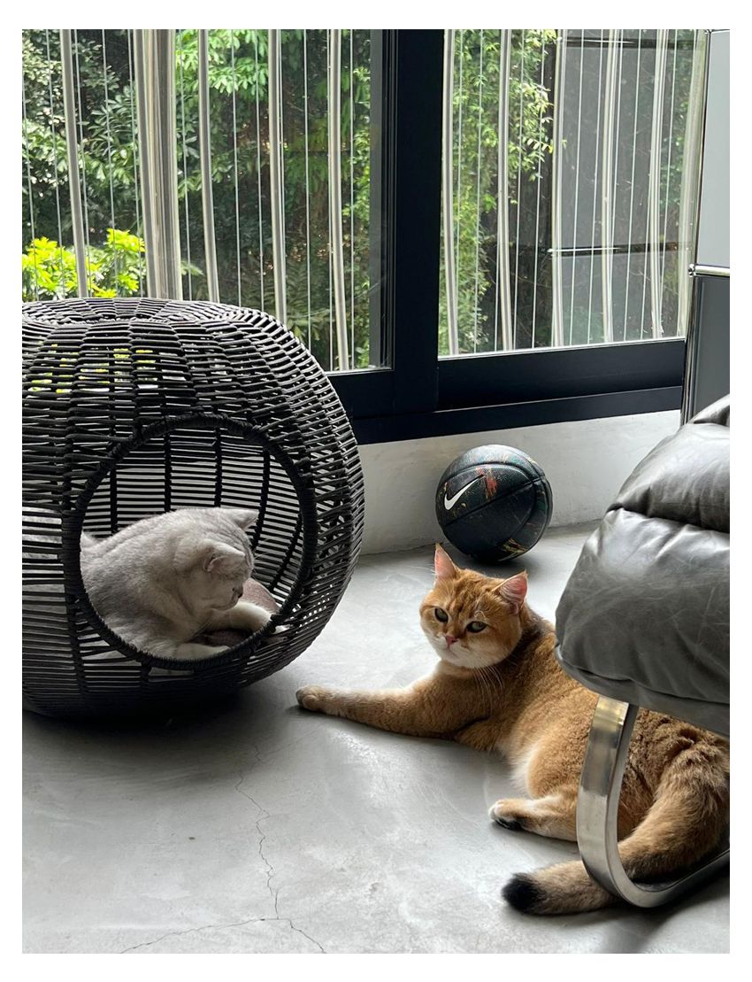 Istabul Cat Basket